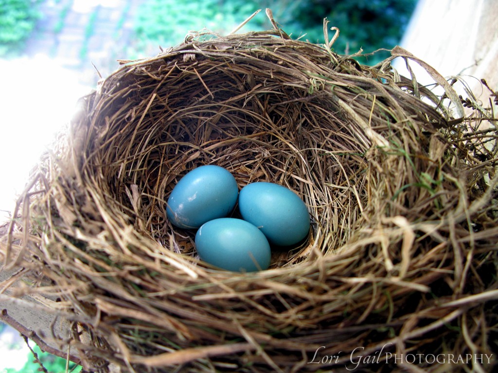 robin eggs