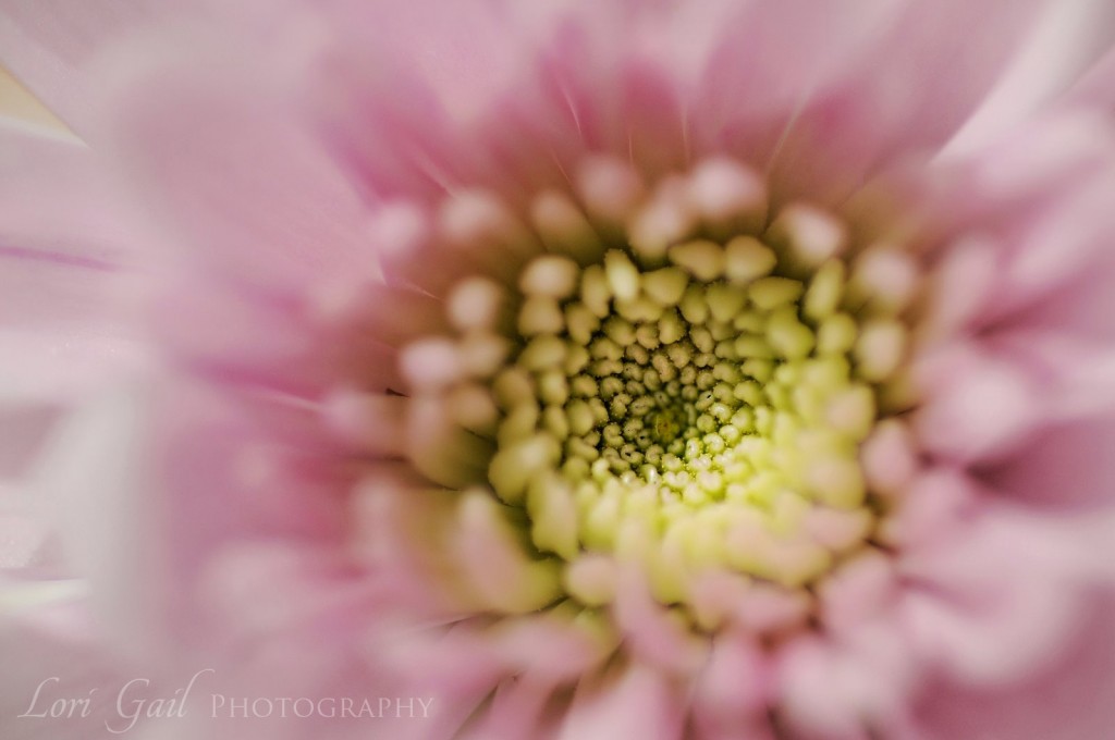 spring-flower-macro