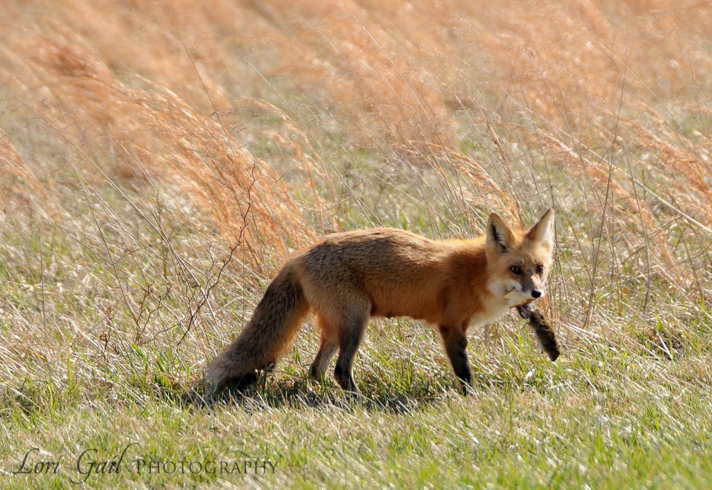 spring-fox-cub-eating