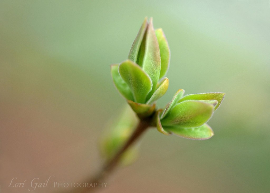 spring-lilac-leaf-bud