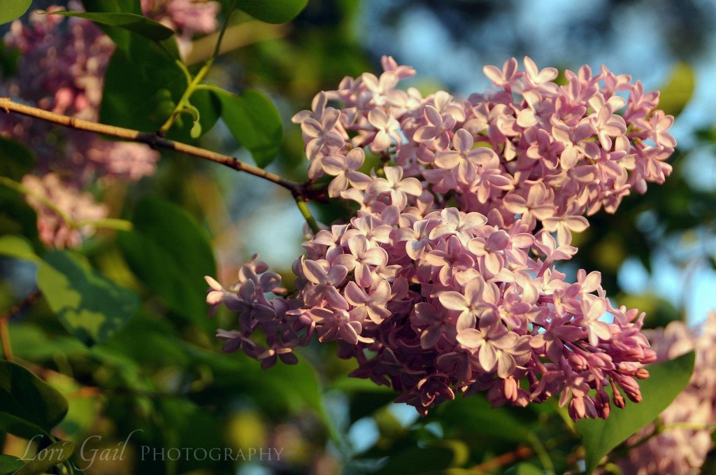 spring-lilacs