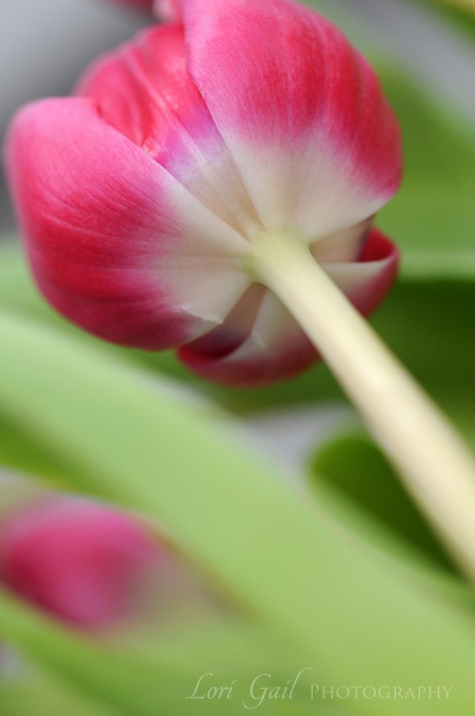 tulip